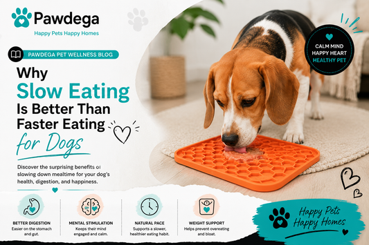 Why Slow Feeding Is Better Than Fast Eating for Dogs