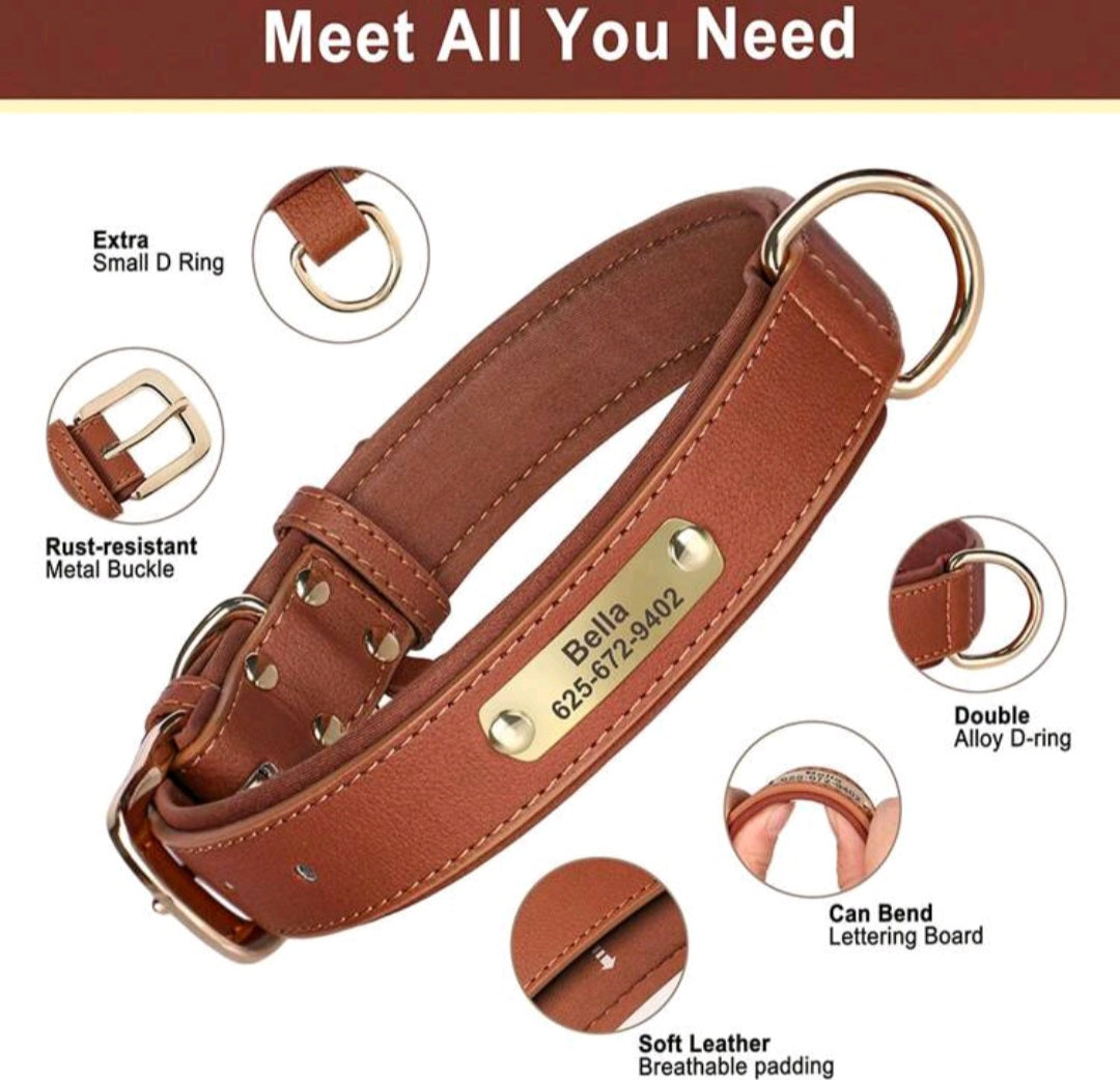 Pet collar on dog