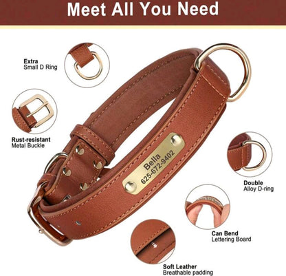 Pet collar on dog